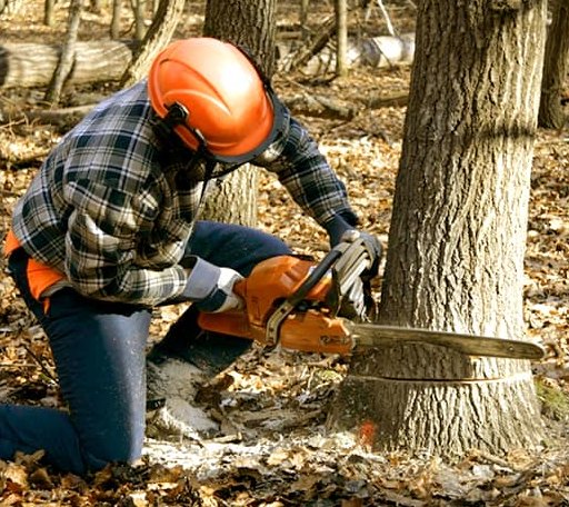 Tree Removal in Vermontville, MI